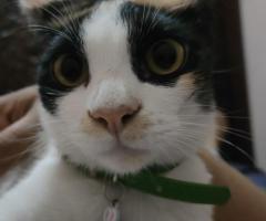 Free adopsi 3 kucing posisi bandung Antapani