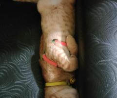 Free adopsi 3 kucing posisi bandung Antapani
