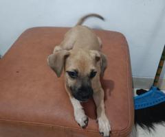 Semi adopt Anabul Mix mini pinter dan pug