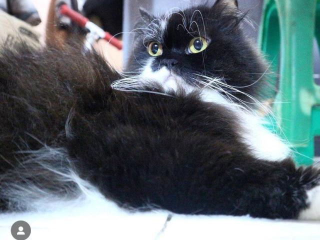 Free adopsi kucing