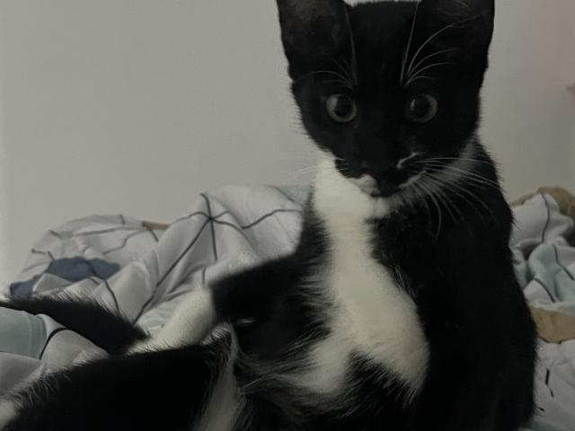 Adopsi kucing