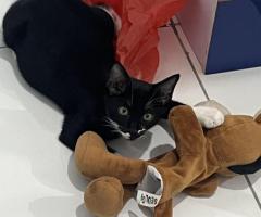 Adopsi kucing