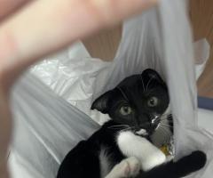 Adopsi kucing
